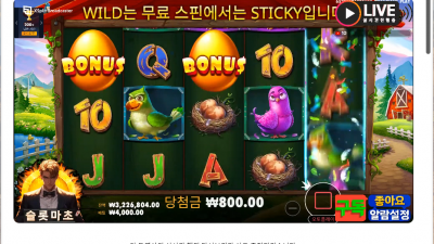 마초